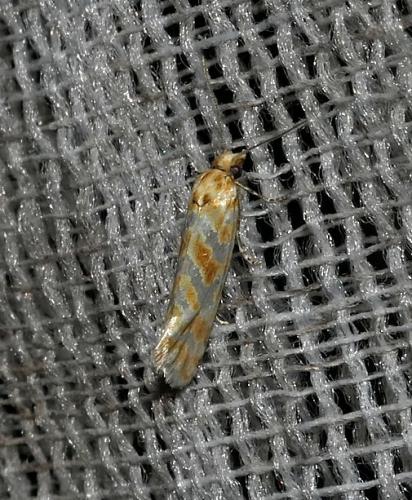 Aethes margaritana